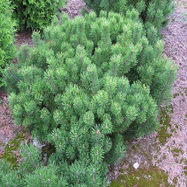 Pinus mugo pumilio